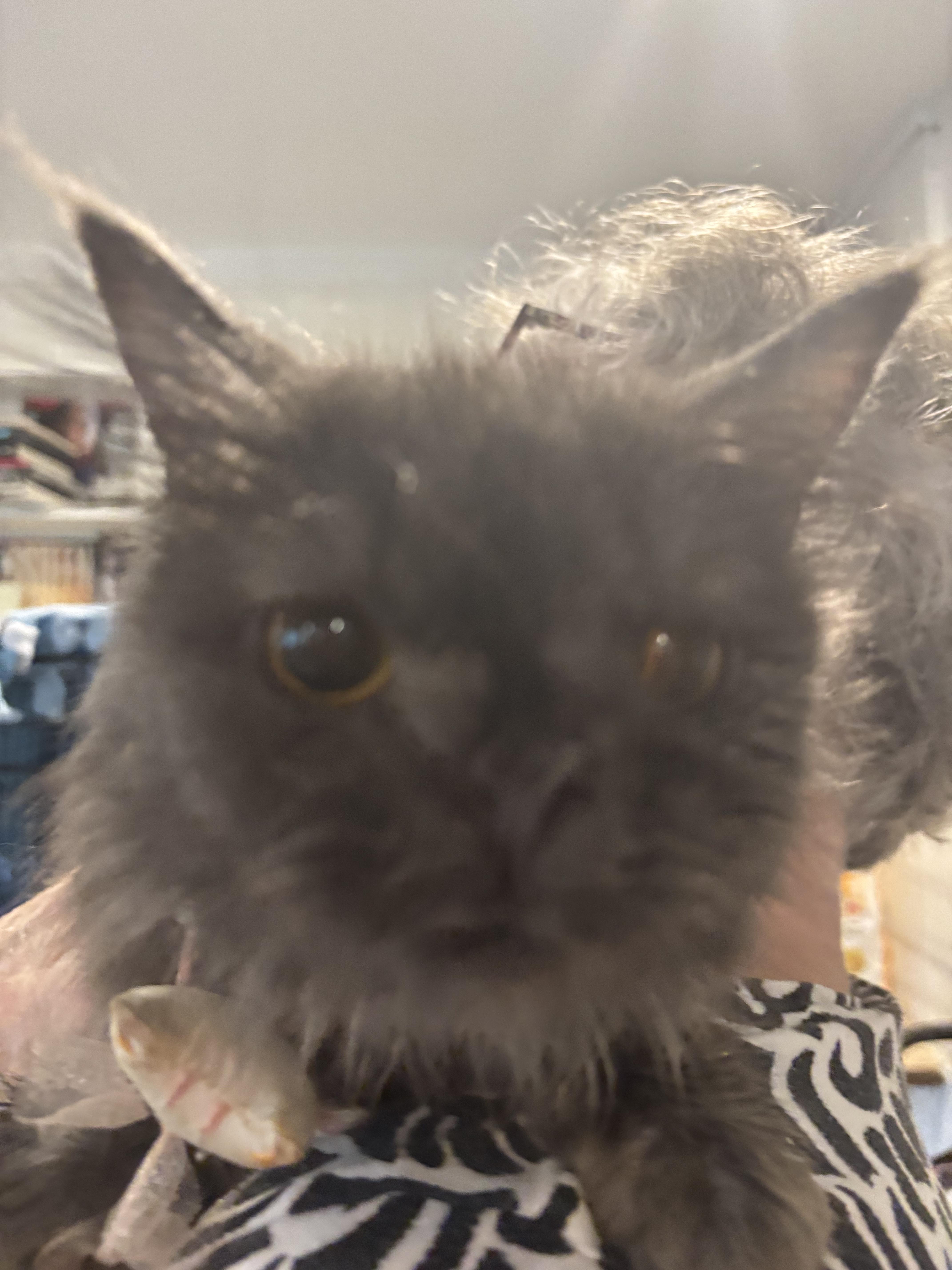 Camila (Persian), a Adoptable Persian in Fairfax, VA image 3/5