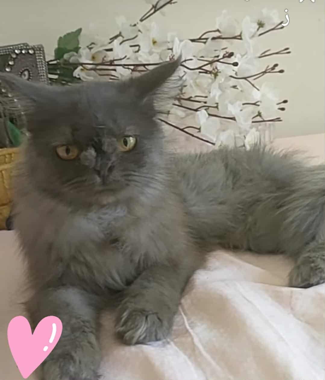 Camila (Persian), a Adoptable Persian in Fairfax, VA image 5/5