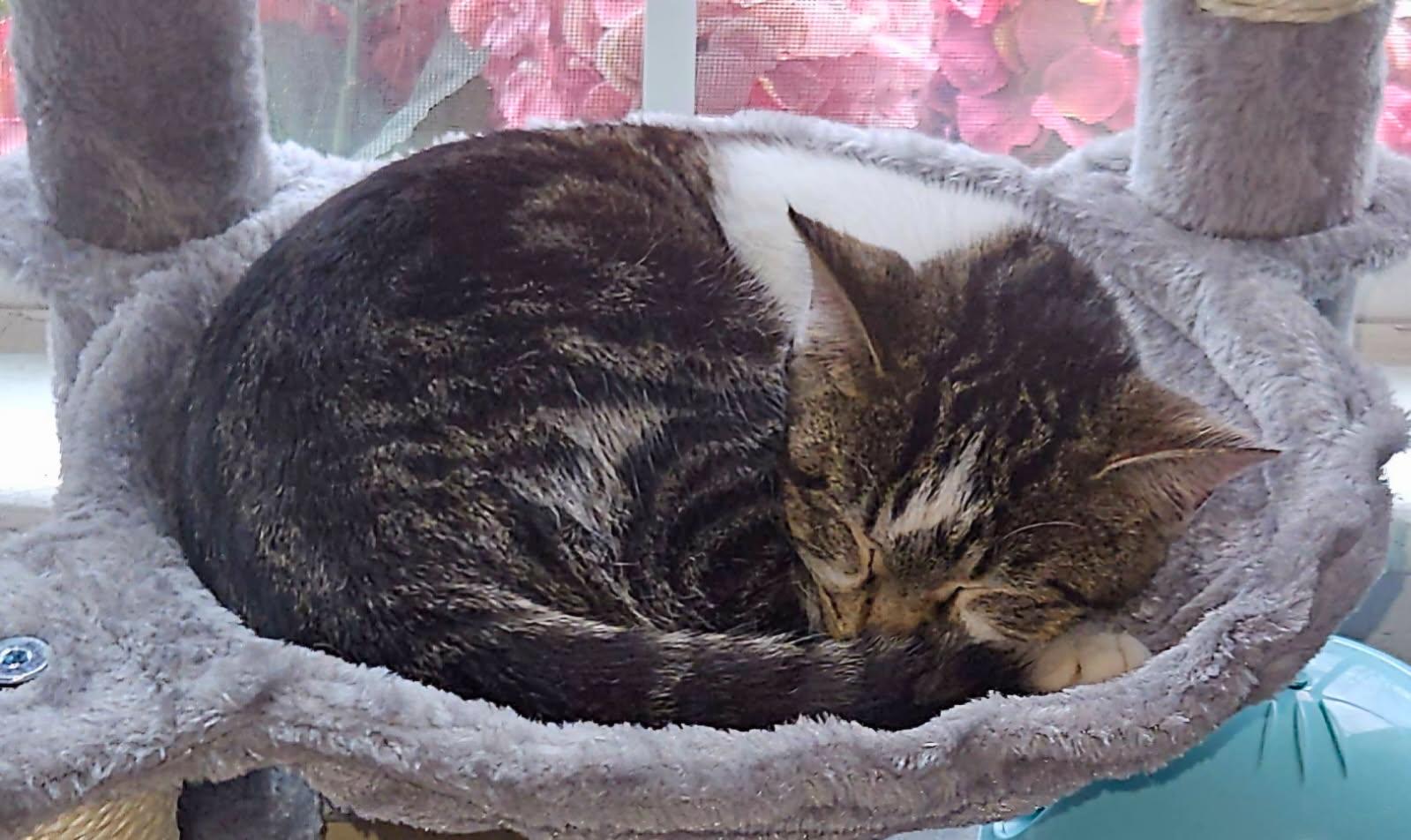 Enlarge Tilly, a Adopted mixed breed in Terre Haute, IN image 2/2