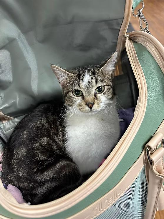 Tilly, Adopted, Young Female American Shorthair & Tabby.