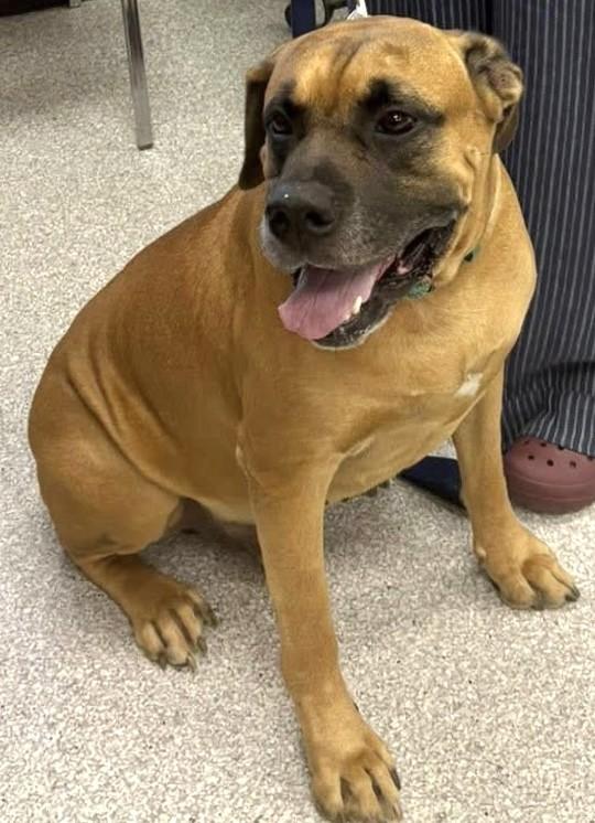 Waylon, an adoptable Mastiff in Lake Havasu City, AZ, 86406 | Photo Image 2