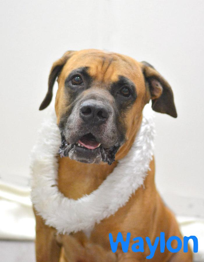Waylon, an adoptable Mastiff in Lake Havasu City, AZ, 86406 | Photo Image 1