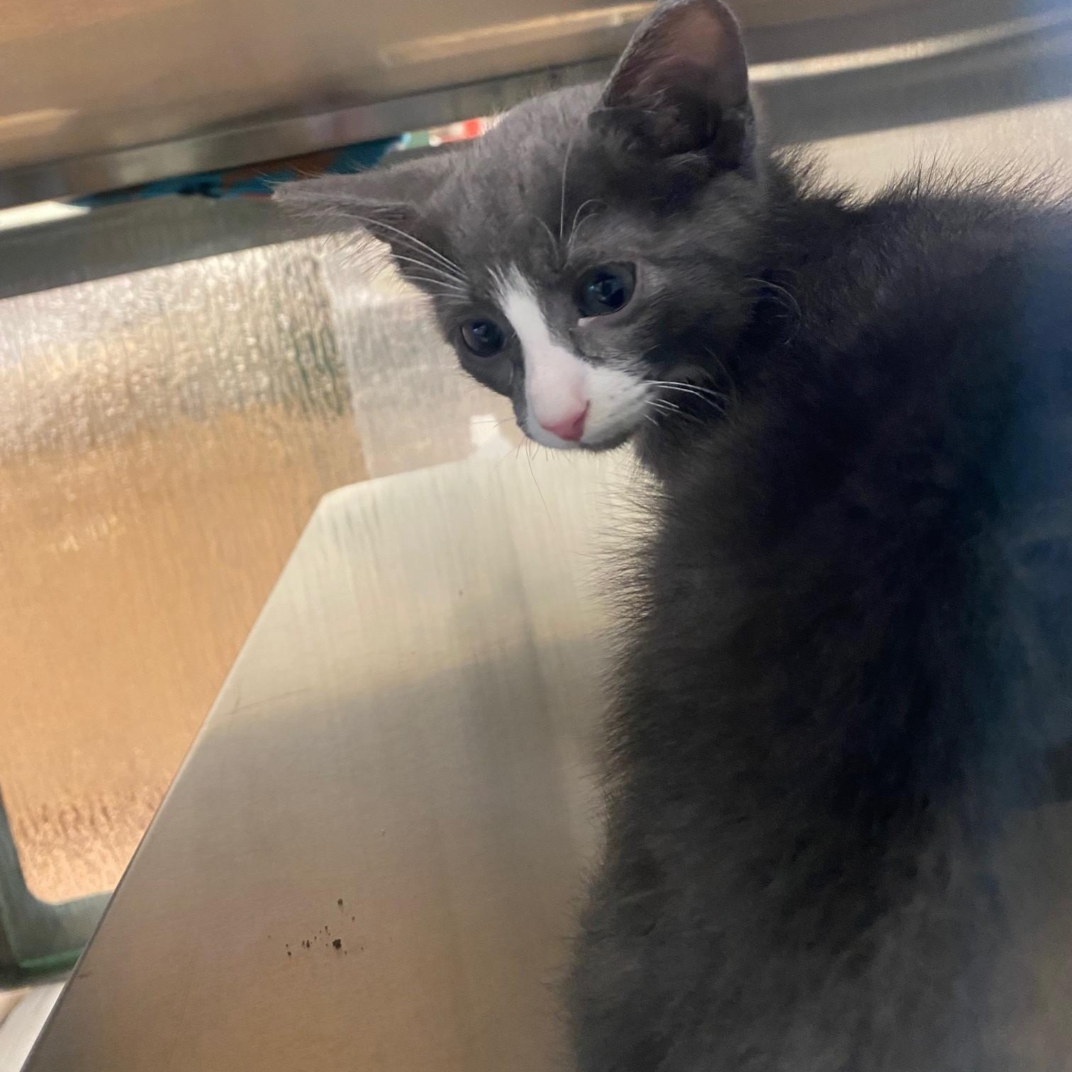Enlarge Gordon A216934, an adopted Domestic Short Hair in Plano, TX image 3/3
