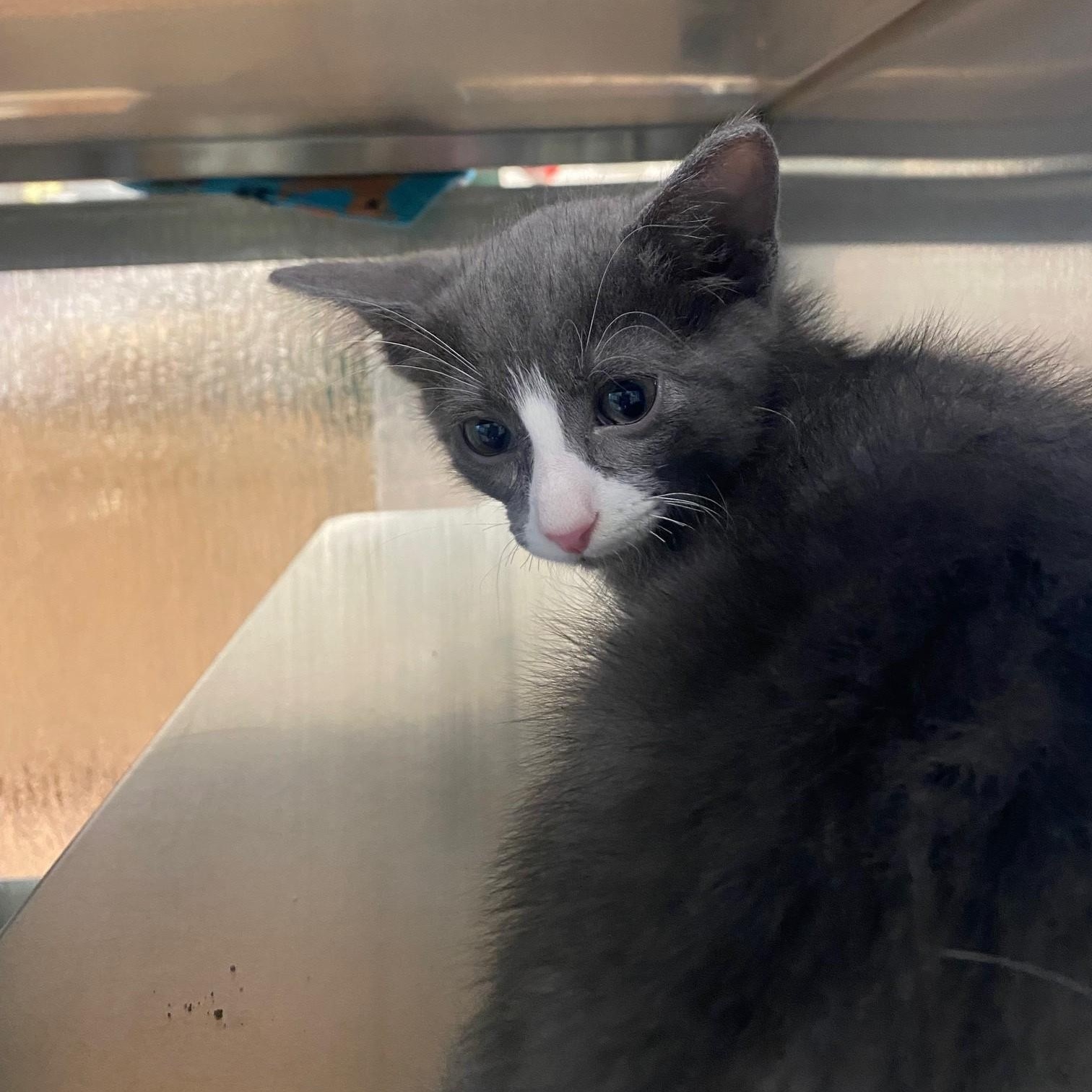 Enlarge Gordon A216934, an adopted Domestic Short Hair in Plano, TX image 2/3
