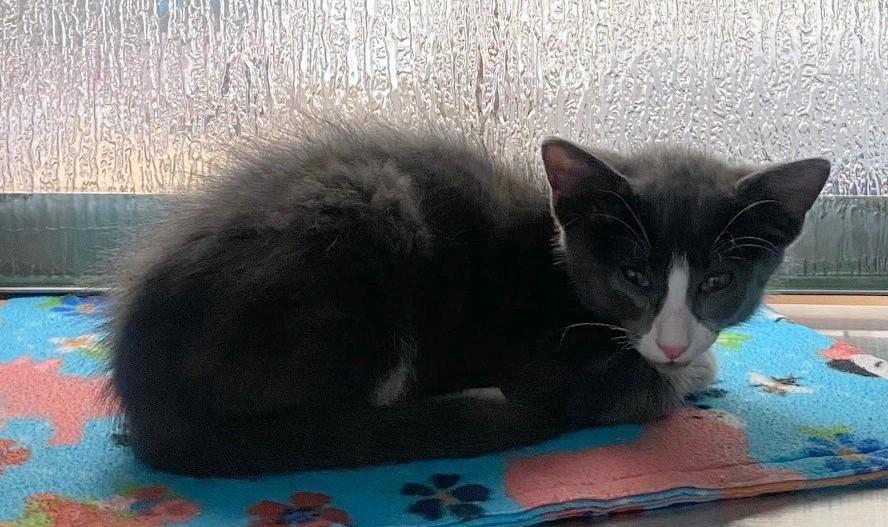 Gordon A216934, adopted, Kitten Male Domestic Short Hair.