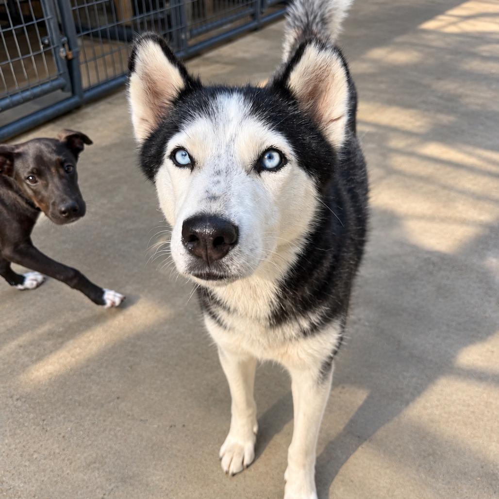 Taiji, Adoptable, Adult Female Husky.