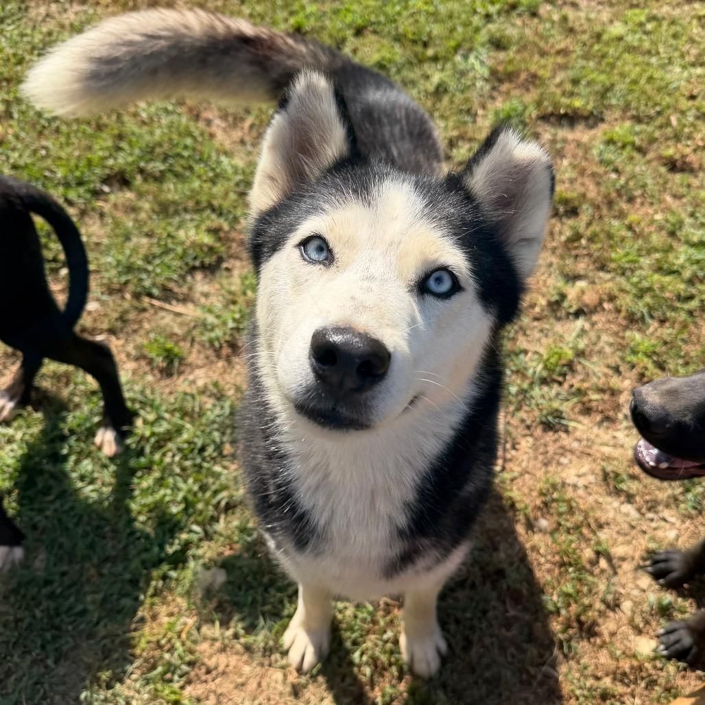 Enlarge Taiji, a Adoptable Husky in Birmingham, AL image 2/5