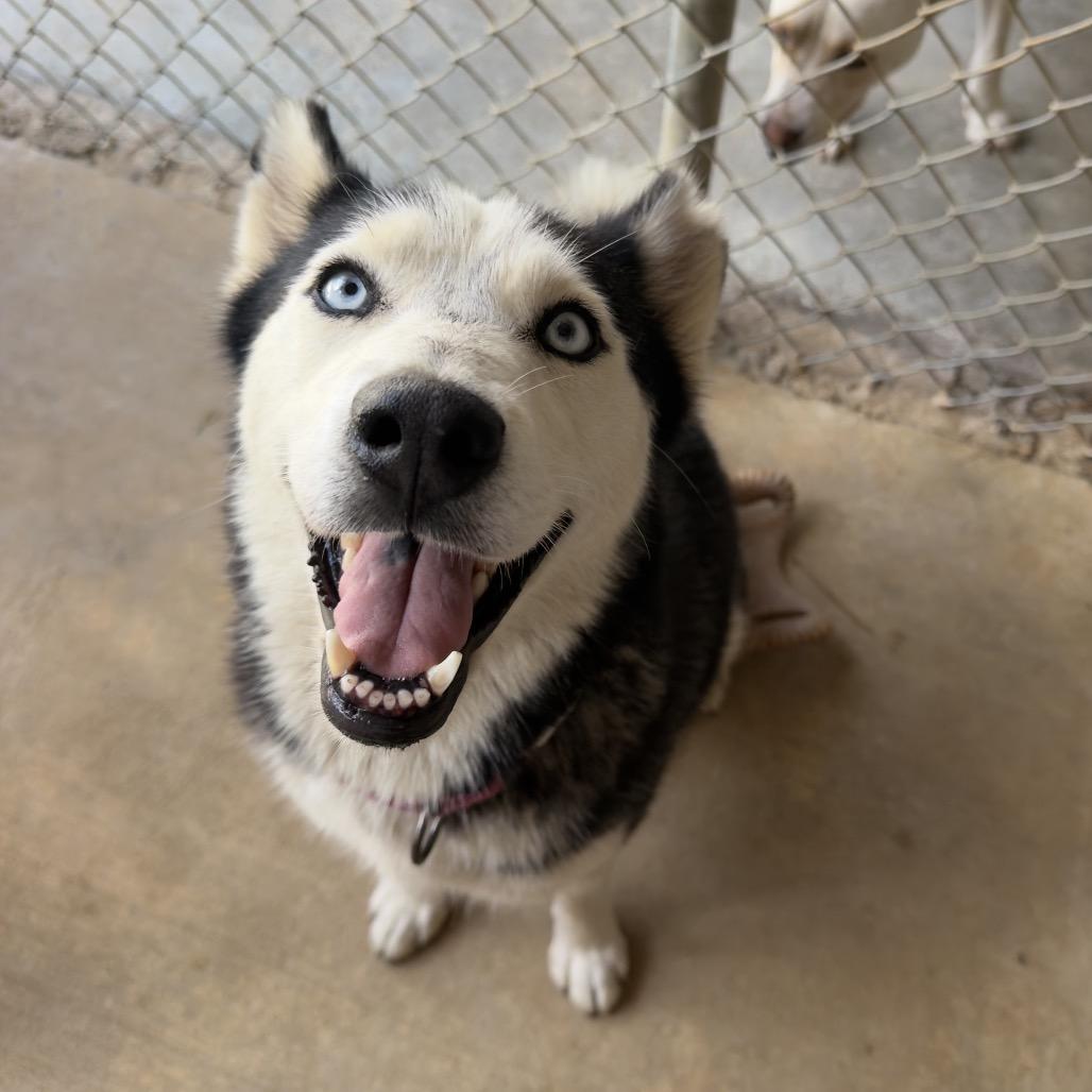 Enlarge Taiji, a Adoptable Husky in Birmingham, AL image 3/5