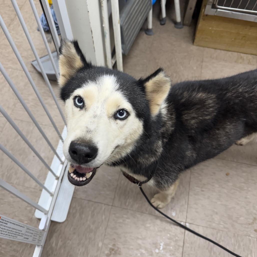 Enlarge Taiji, a Adoptable Husky in Birmingham, AL image 4/5