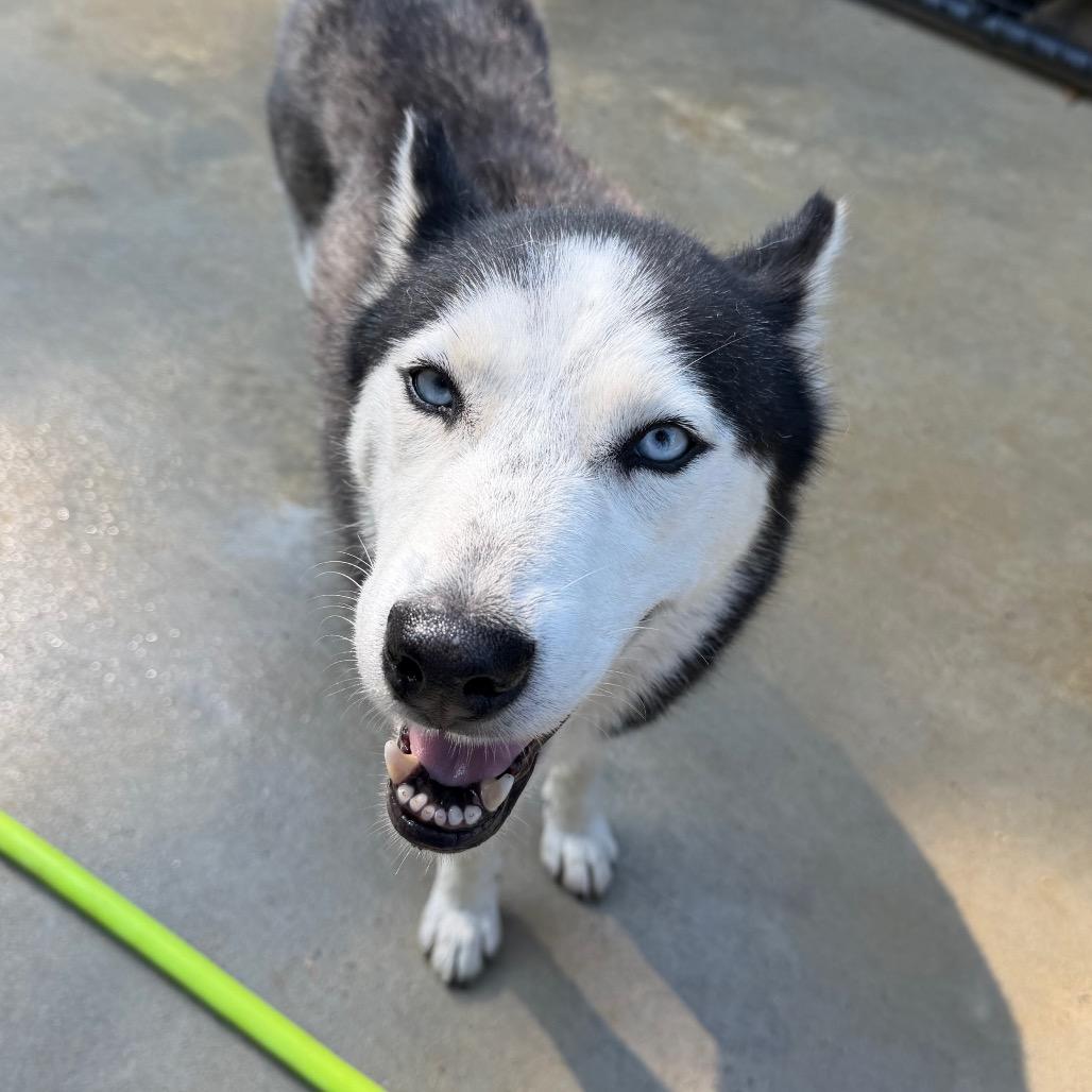 Enlarge Taiji, a Adoptable Husky in Birmingham, AL image 5/5