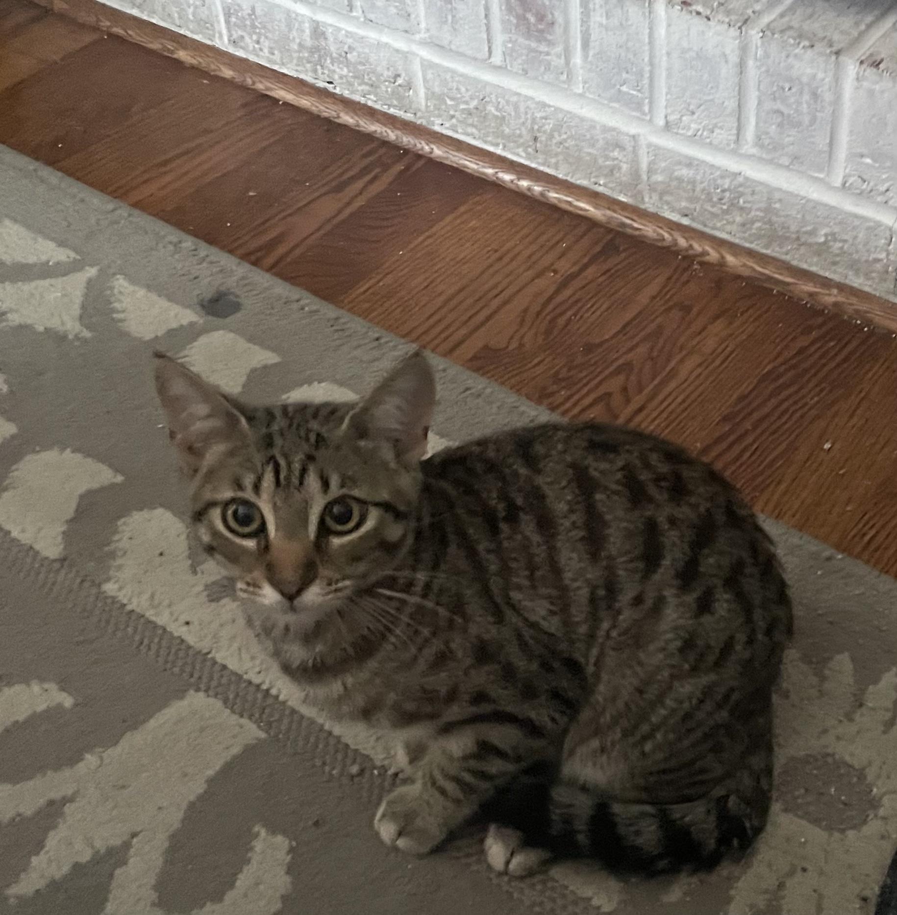 Enlarge Harry Potter and Tiger Lily, a Adoptable Tabby in Wadsworth, IL image 4/6