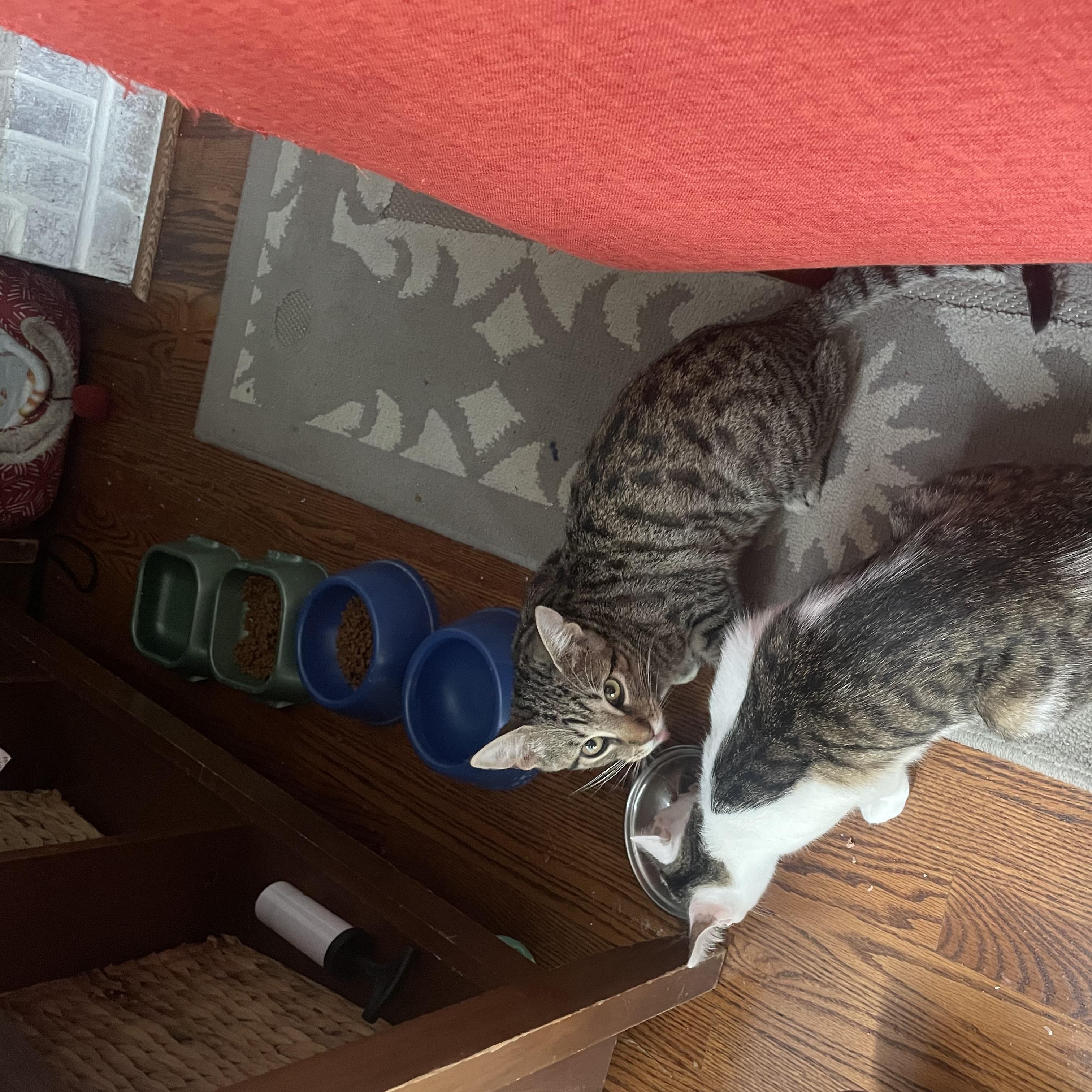 Enlarge Harry Potter and Tiger Lily, a Adoptable Tabby in Wadsworth, IL image 5/6