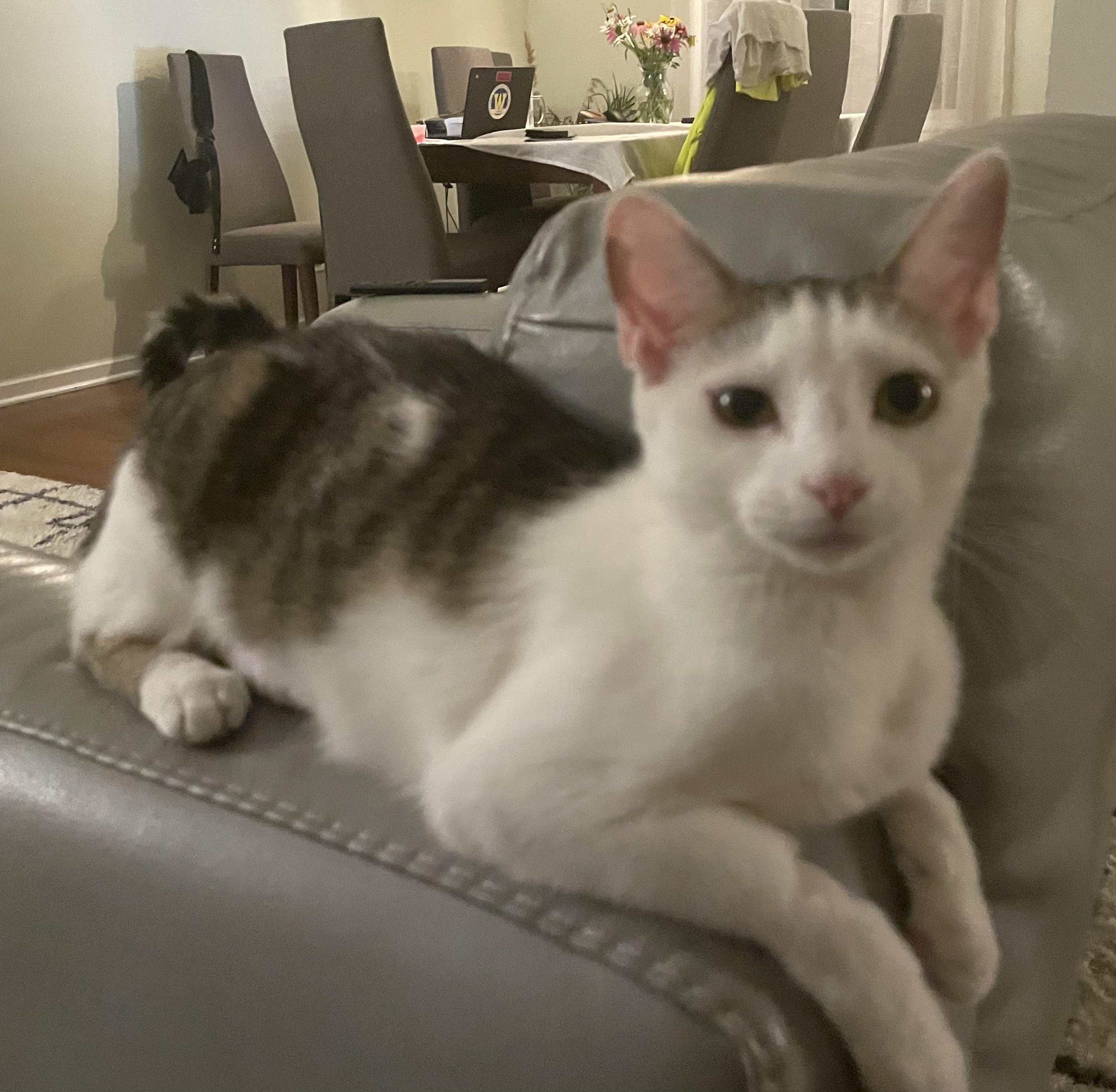 Enlarge Harry Potter and Tiger Lily, a Adoptable Tabby in Wadsworth, IL image 3/6