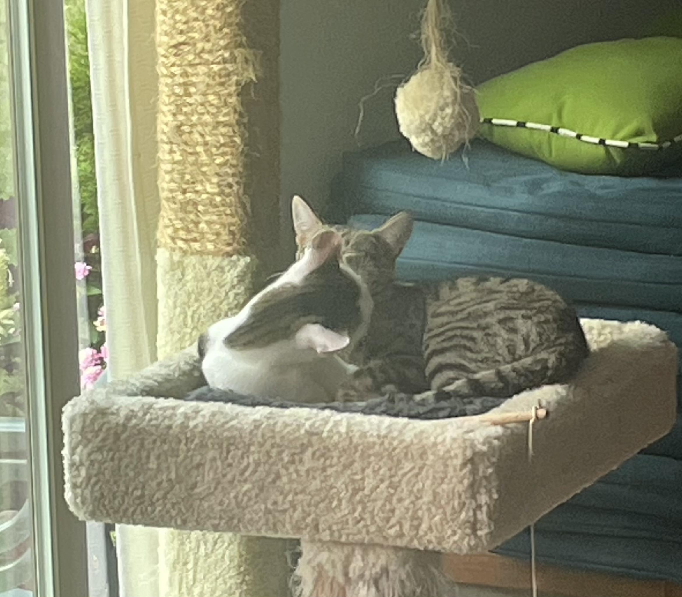 Enlarge Harry Potter and Tiger Lily, a Adoptable Tabby in Wadsworth, IL image 6/6