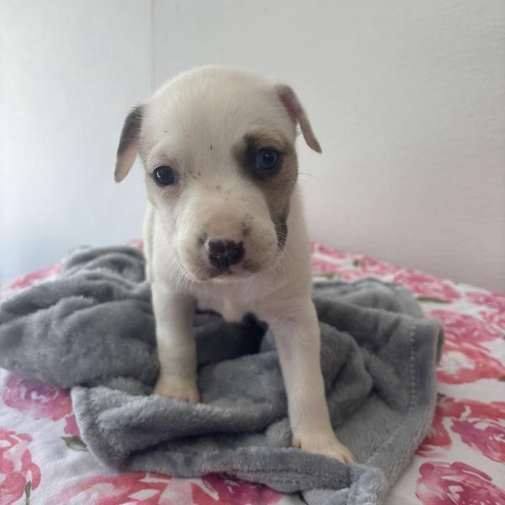 Enlarge Macaron, a Adoptable mixed breed in North Charleston, SC image 1/6