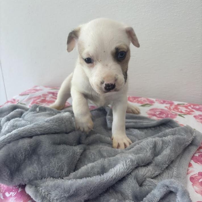 Enlarge Macaron, a Adoptable mixed breed in North Charleston, SC image 2/6