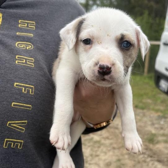 Enlarge Macaron, a Adoptable mixed breed in North Charleston, SC image 3/6