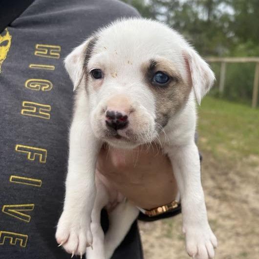 Enlarge Macaron, a Adoptable mixed breed in North Charleston, SC image 4/6