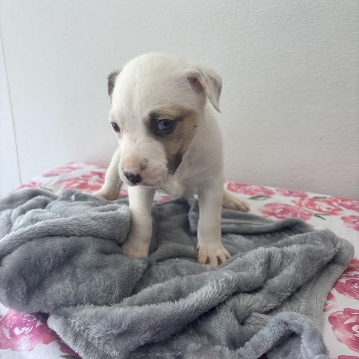 Enlarge Macaron, a Adoptable mixed breed in North Charleston, SC image 5/6