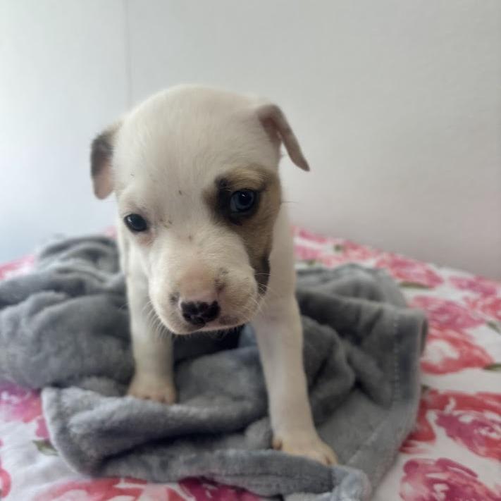 Enlarge Macaron, a Adoptable mixed breed in North Charleston, SC image 6/6