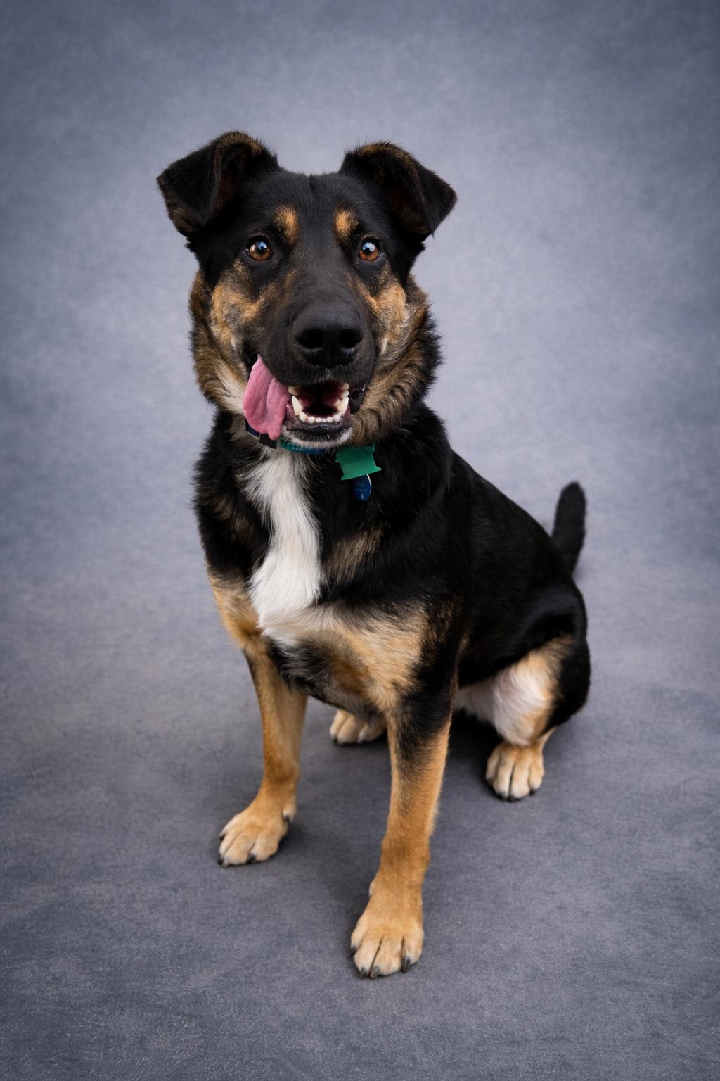 Creed, adopted, Adult Male Shepherd.