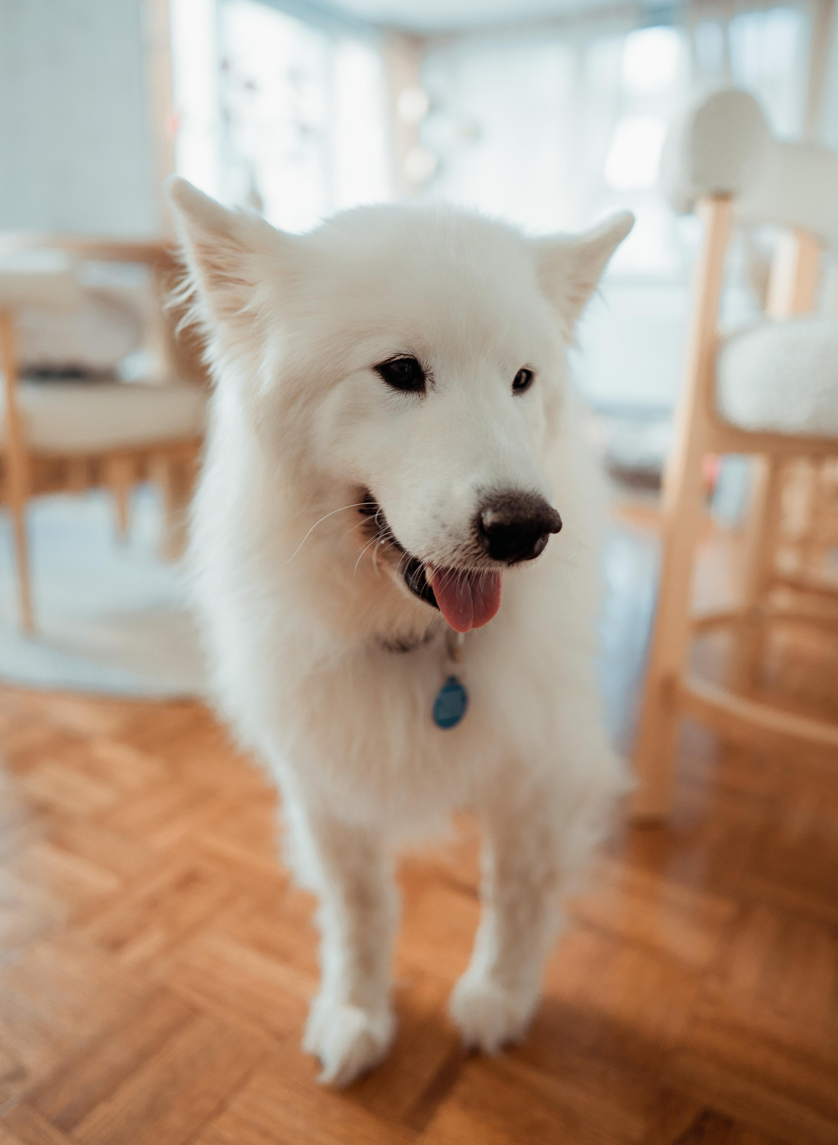 Gracie, adopted, Senior Female Samoyed.