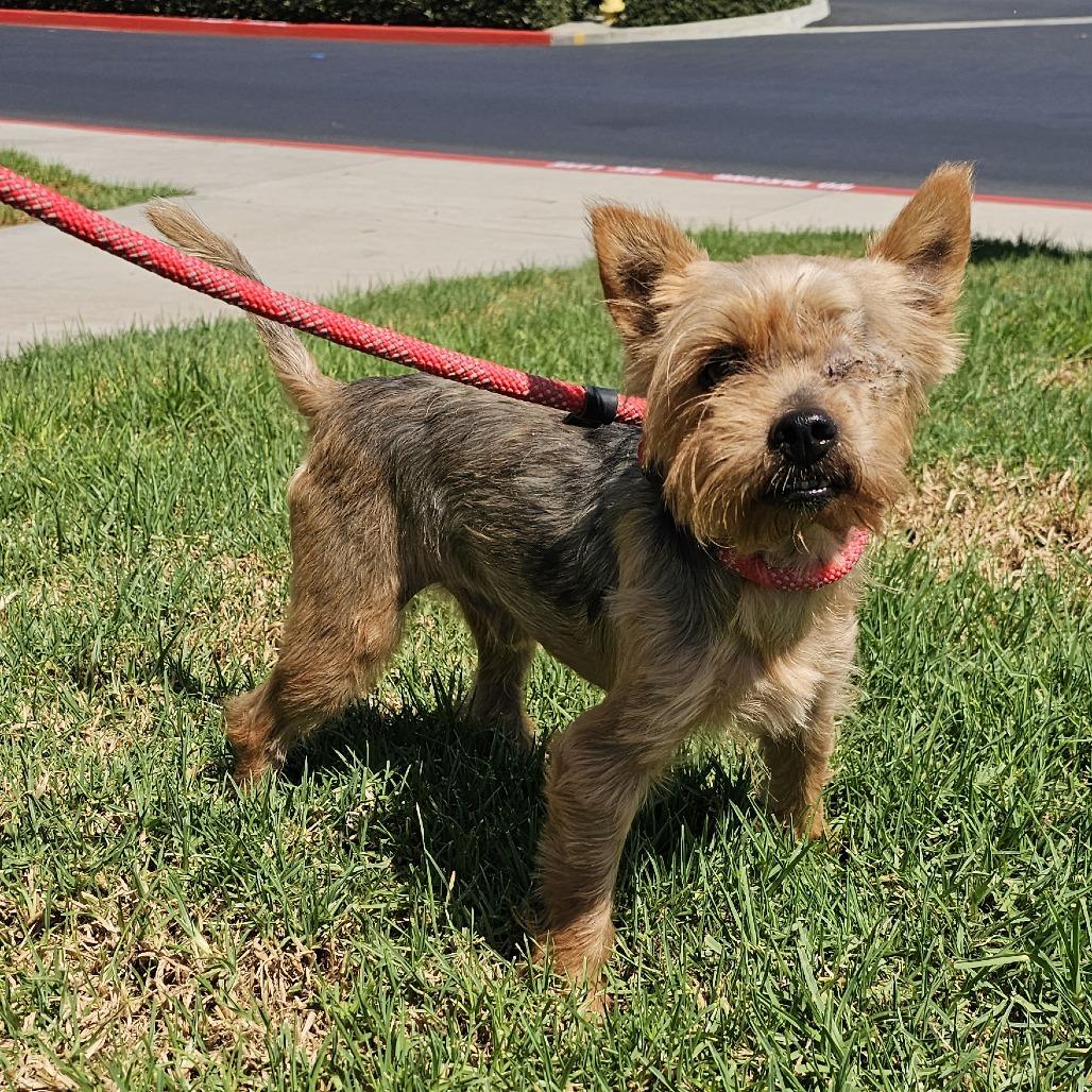 Milo, Adoptable, Adult Male Silky Terrier.