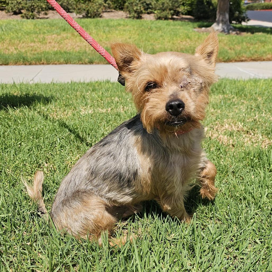 Enlarge Milo, a Adoptable Silky Terrier in Apple Valley, CA image 2/2