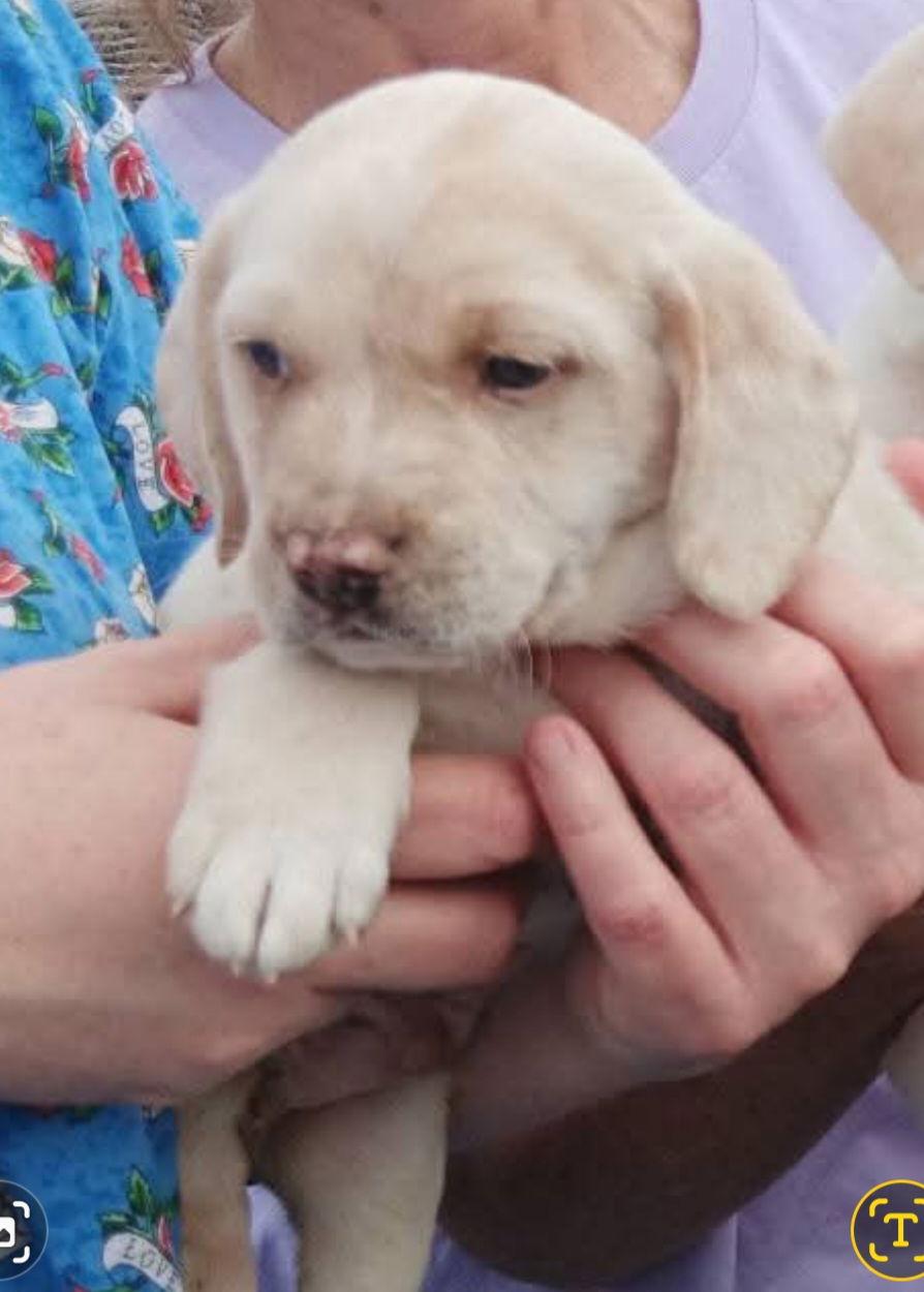 Ennis, Adoptable, Puppy Male Catahoula Leopard Dog & American Bulldog.