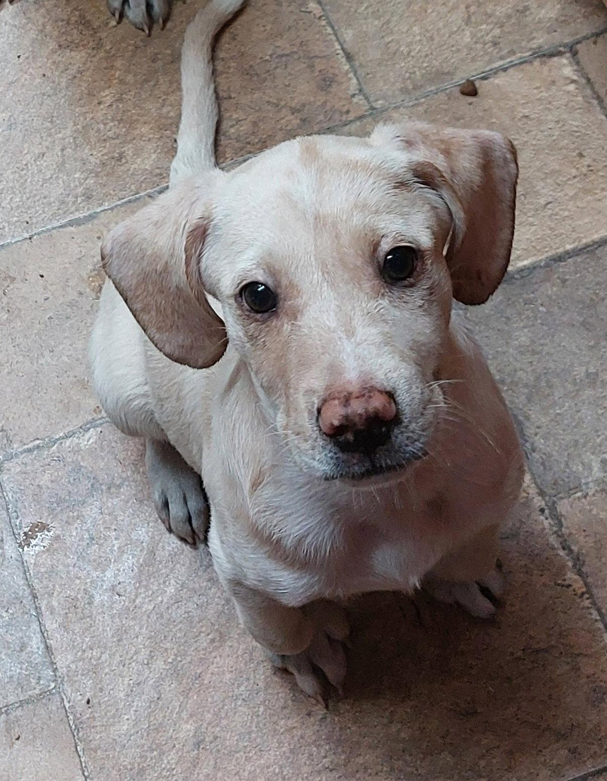 Enlarge Ennis, a Adoptable mixed breed in Sanford, FL image 2/3