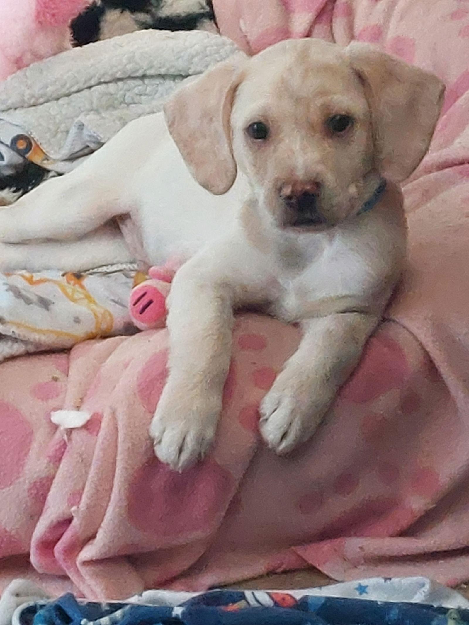 Enlarge Ennis, a Adoptable mixed breed in Sanford, FL image 3/3