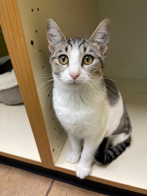 Turkey Jr., adoptable, Kitten Female Tabby.