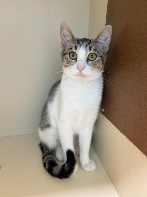 Enlarge Turkey Jr., an adoptable Tabby in Denver, CO image 2/2