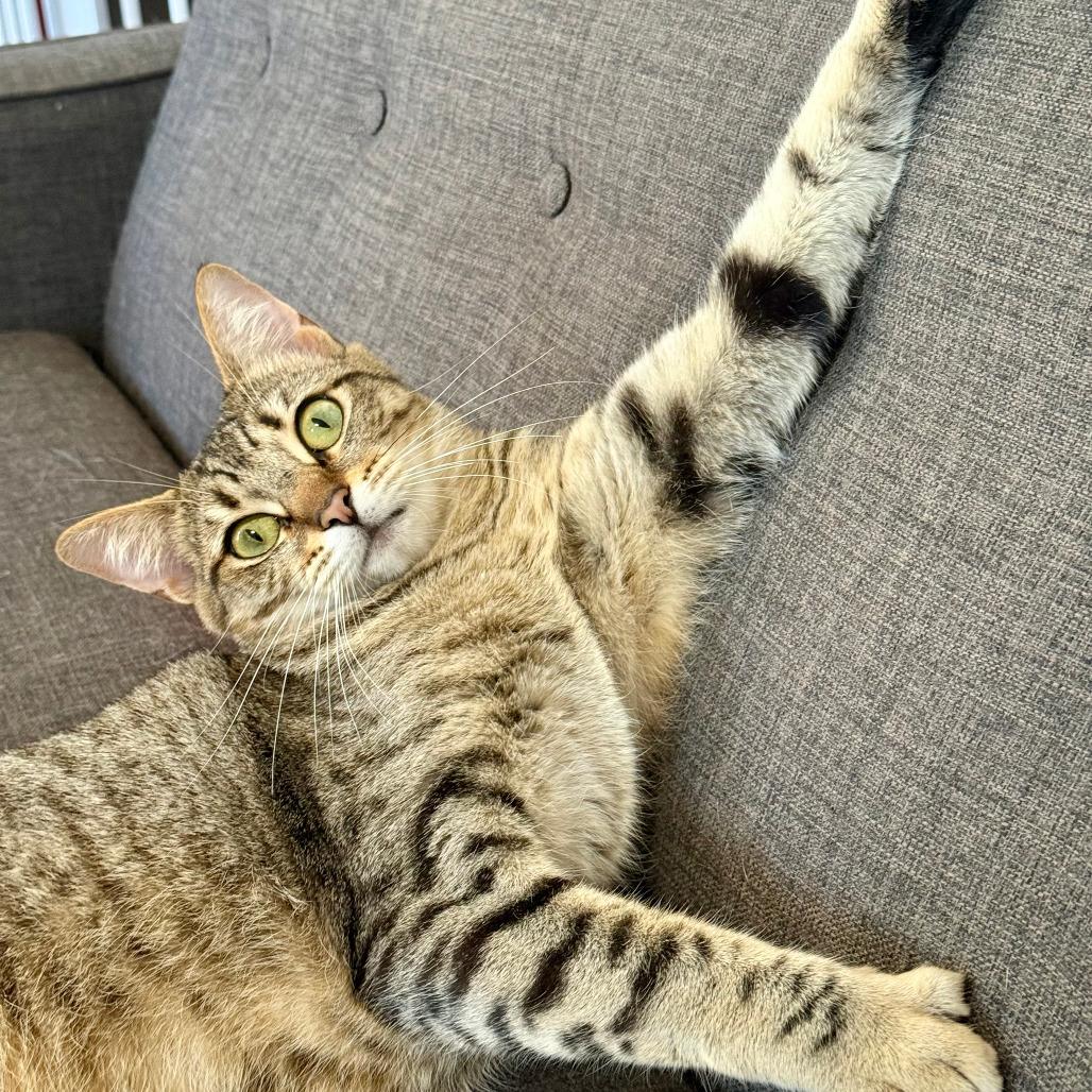Chaos, Adoptable, Young Female Domestic Short Hair.