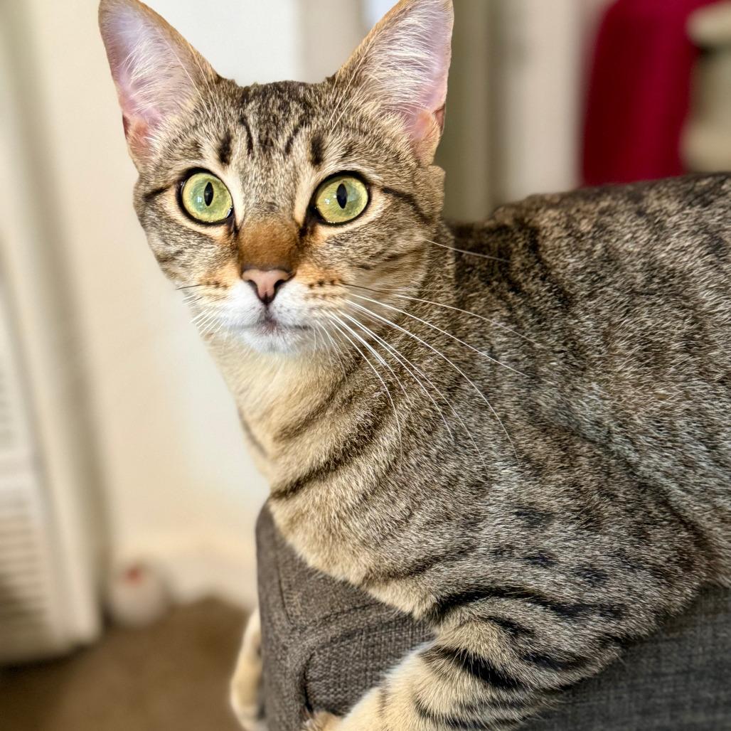 Enlarge Chaos, a Adoptable Domestic Short Hair in Vallejo, CA image 2/6