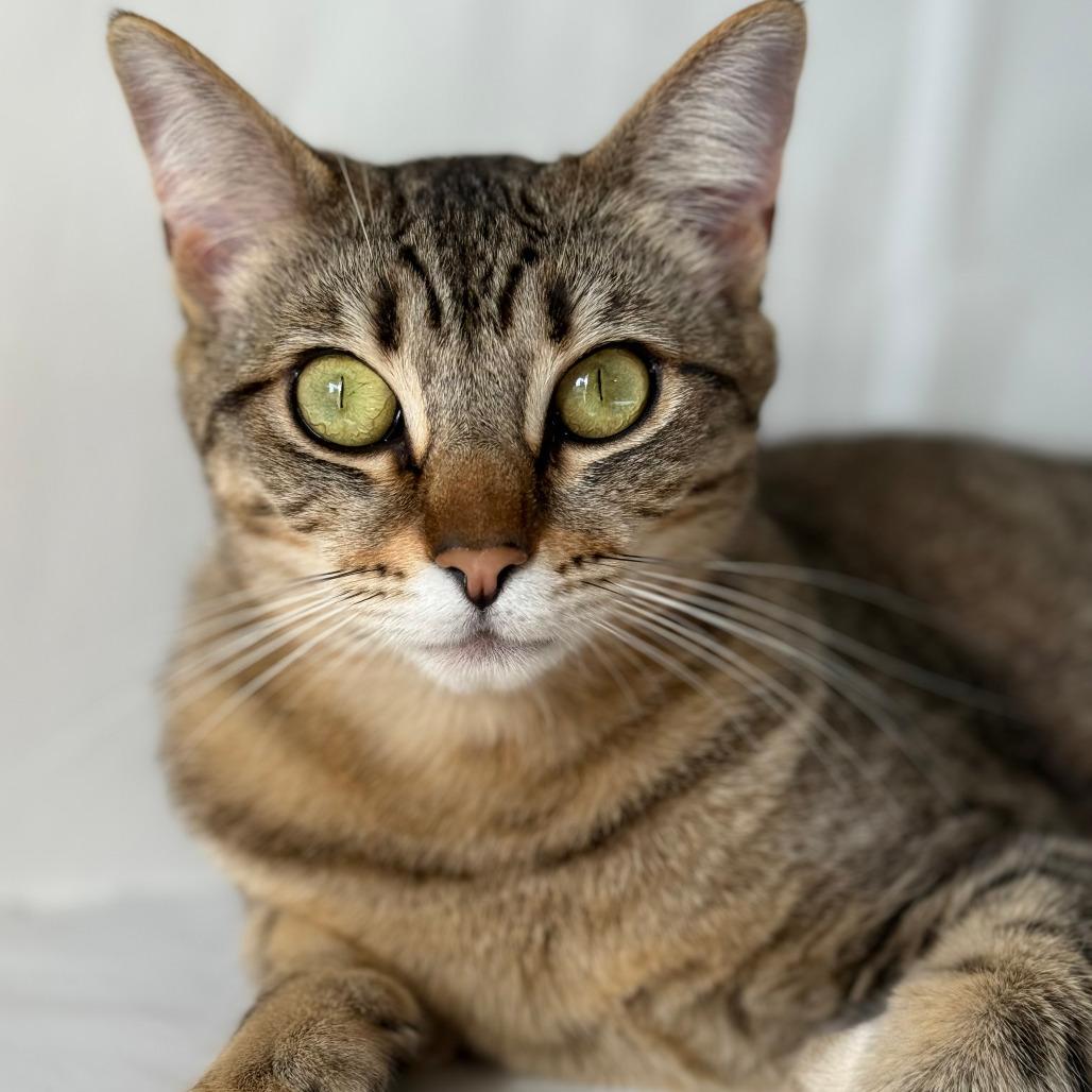 Enlarge Chaos, a Adoptable Domestic Short Hair in Vallejo, CA image 3/6
