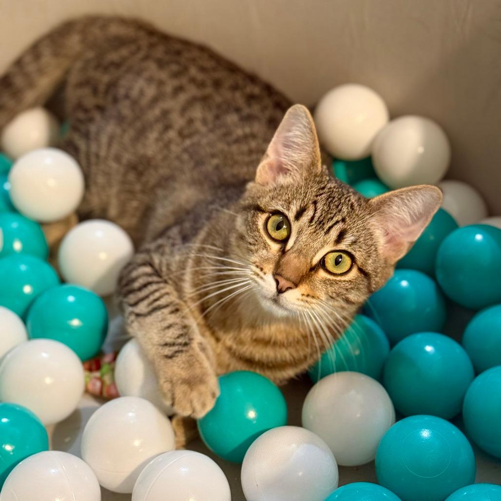 Enlarge Chaos, a Adoptable Domestic Short Hair in Vallejo, CA image 4/6