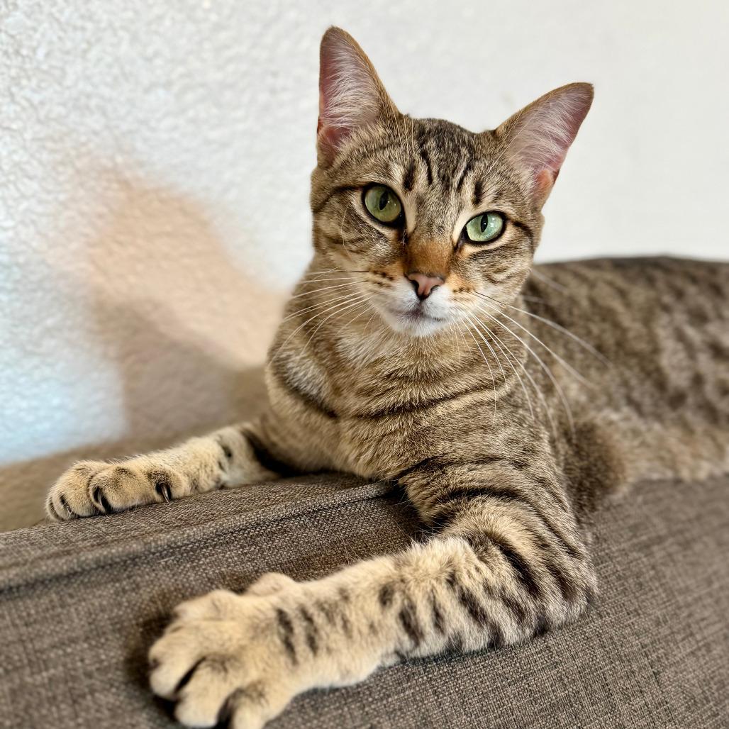Enlarge Chaos, a Adoptable Domestic Short Hair in Vallejo, CA image 5/6