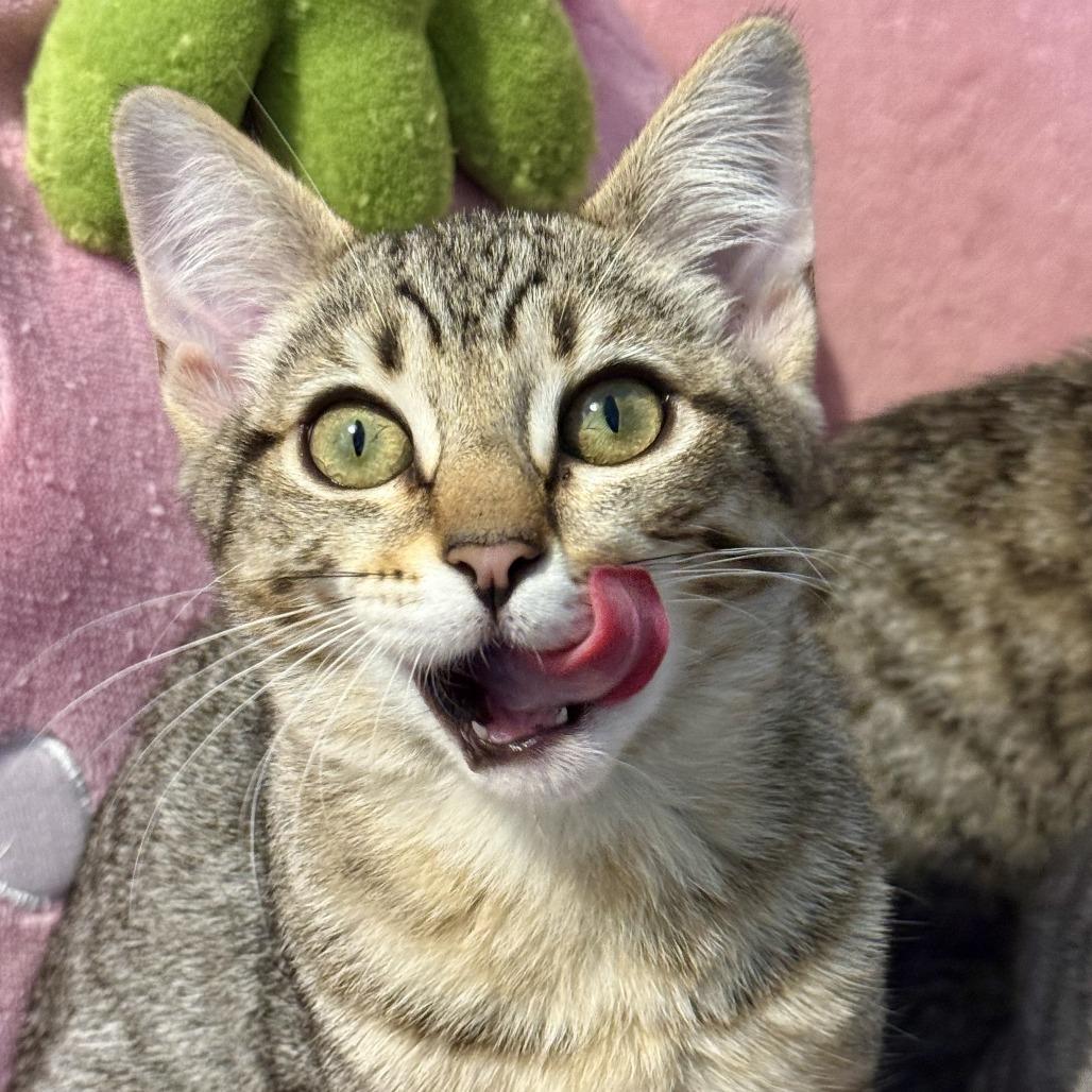 Enlarge Chaos, a Adoptable Domestic Short Hair in Vallejo, CA image 6/6