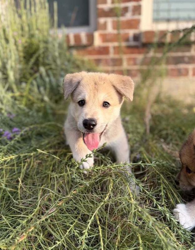 Enlarge 26-098 Sneezy, a Adoptable mixed breed in Richardson, TX image 6/6
