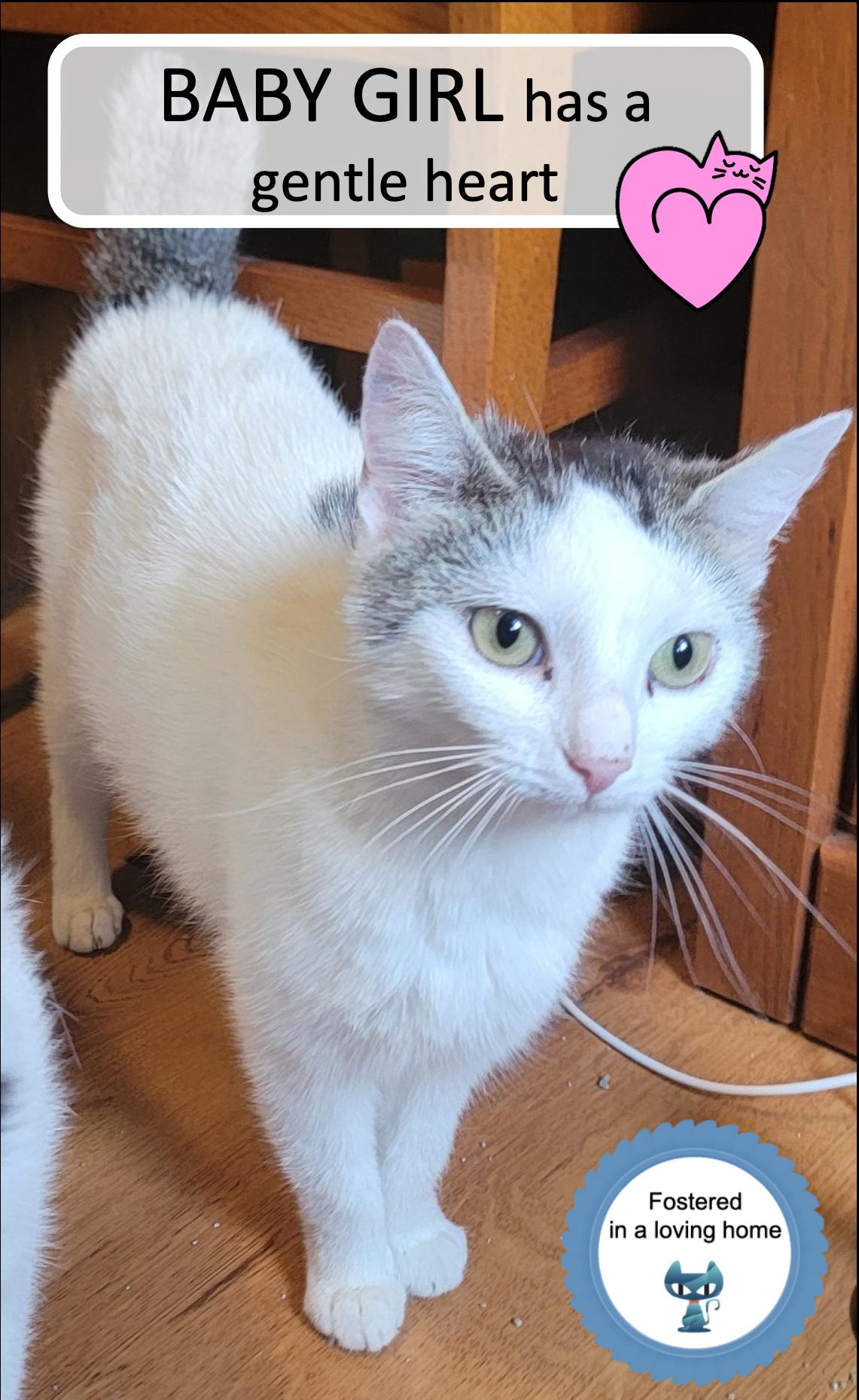 Baby Girl, Adoptable, Young Female Domestic Short Hair.