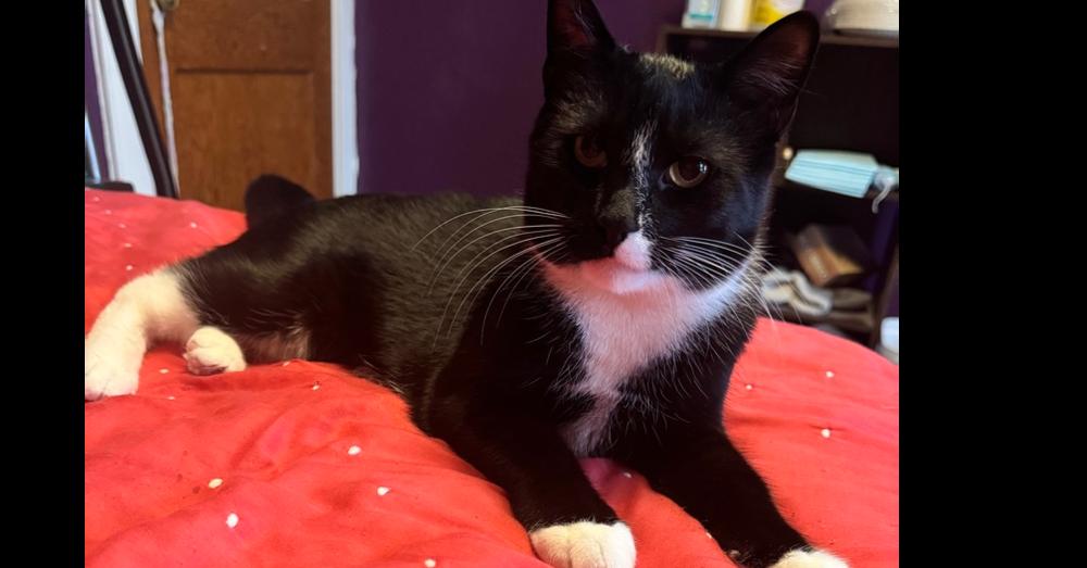 Tom Collins, a Adoptable mixed breed in Olyphant, PA image 6/6