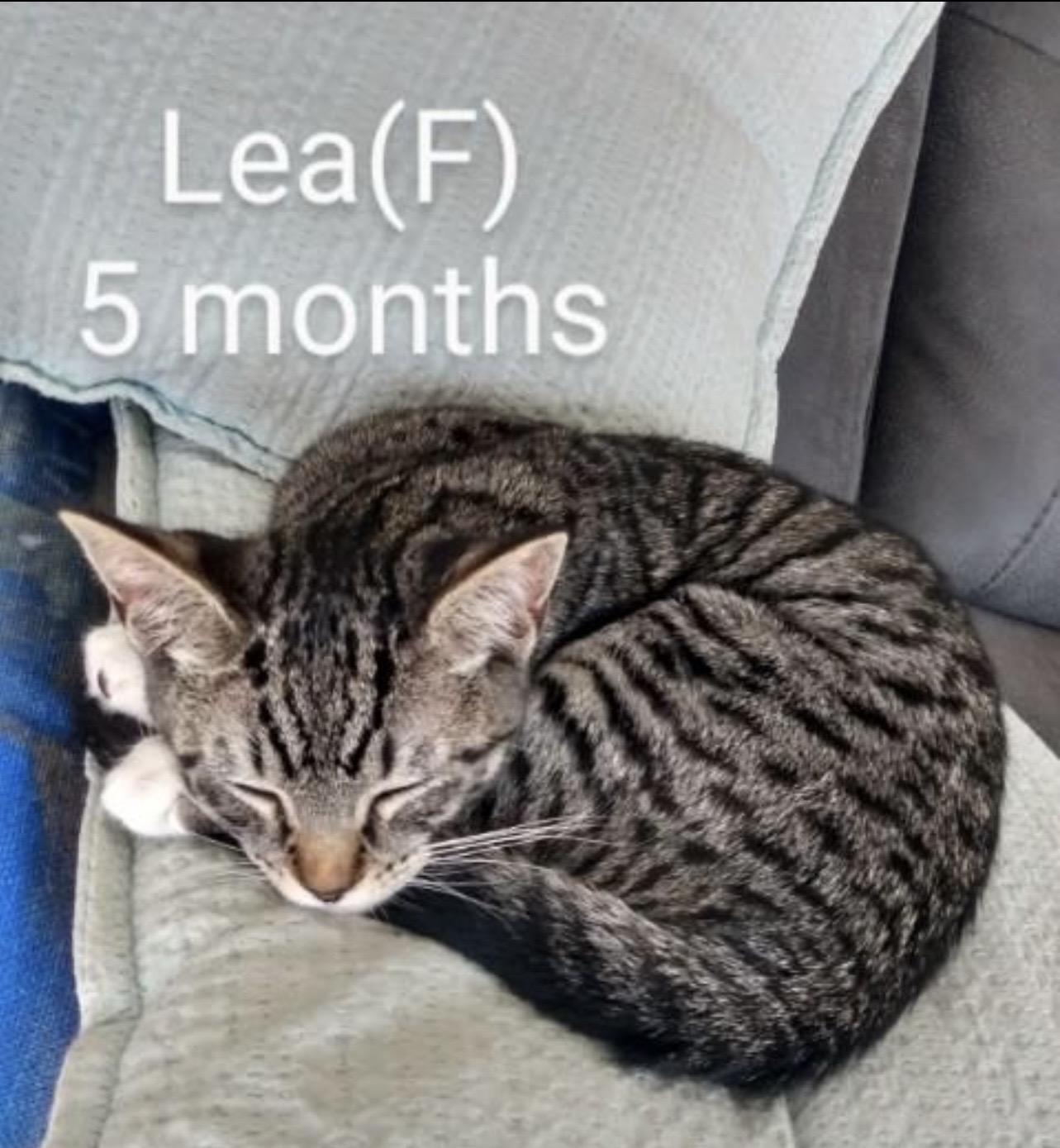 Enlarge Lea, an adopted Domestic Short Hair in Klamath Falls, OR image 2/2