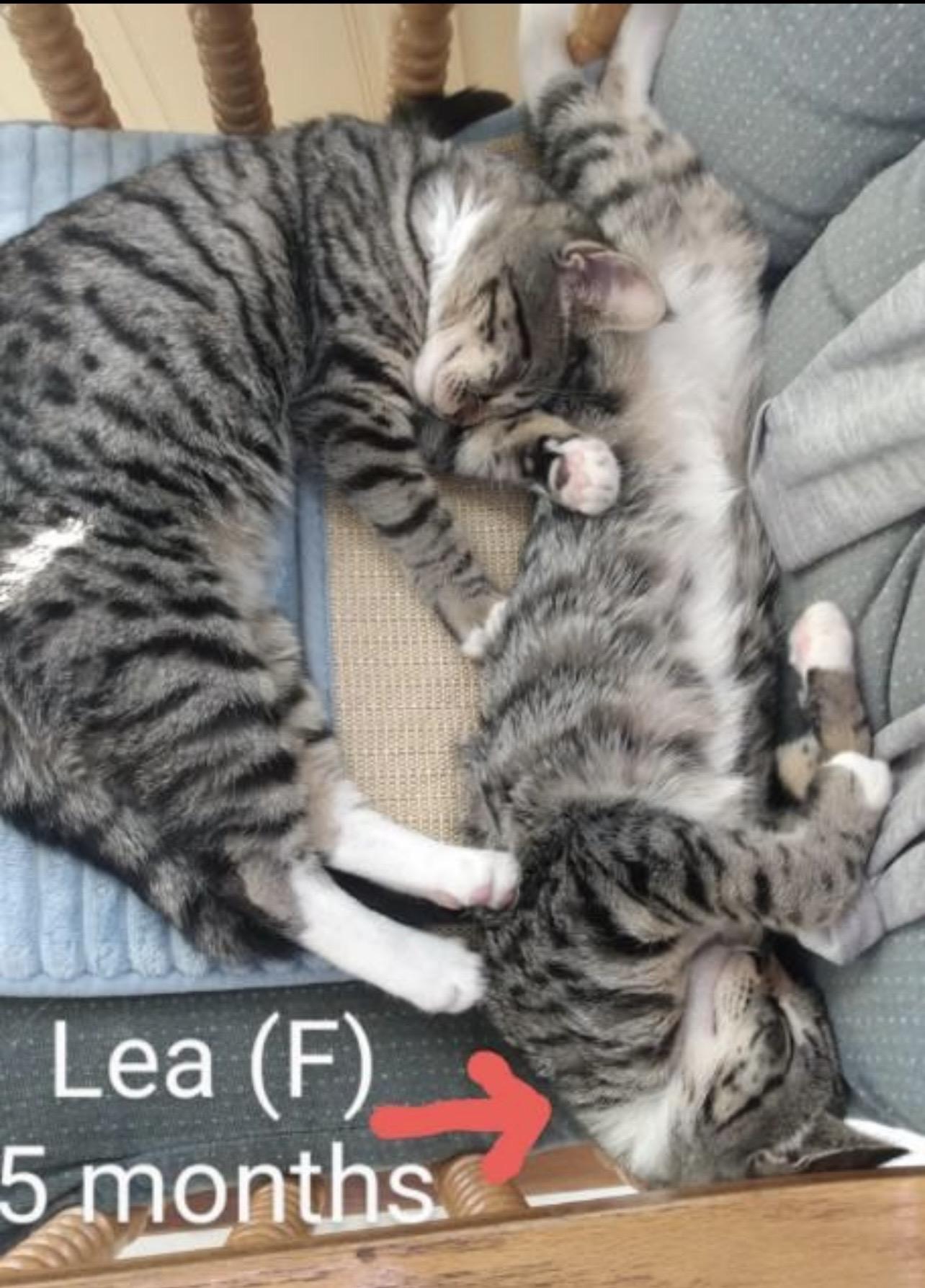 Enlarge Lea, an adopted Domestic Short Hair in Klamath Falls, OR image 1/2