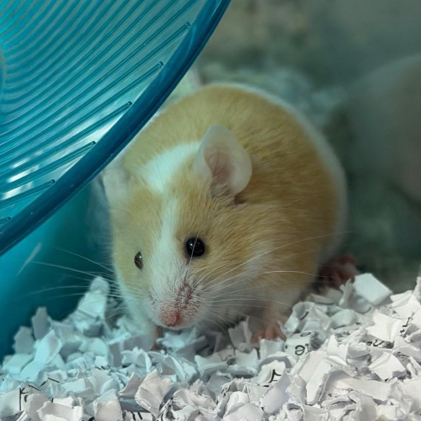 Enlarge Hunter, a Adoptable Mouse in Watertown, NY image 1/1