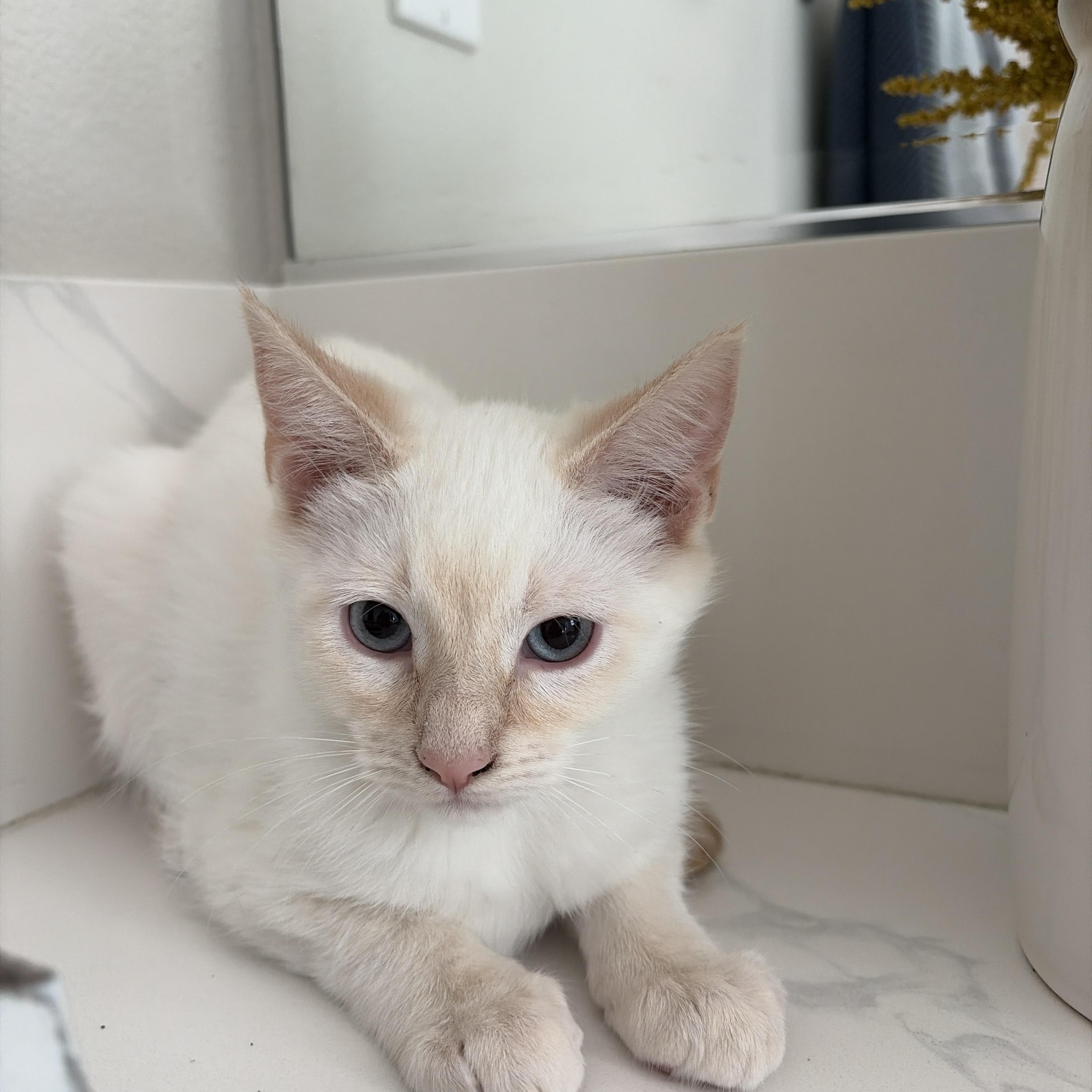 Enlarge Sandy, a ADOPTABLE Siamese in Long Beach, CA image 2/3