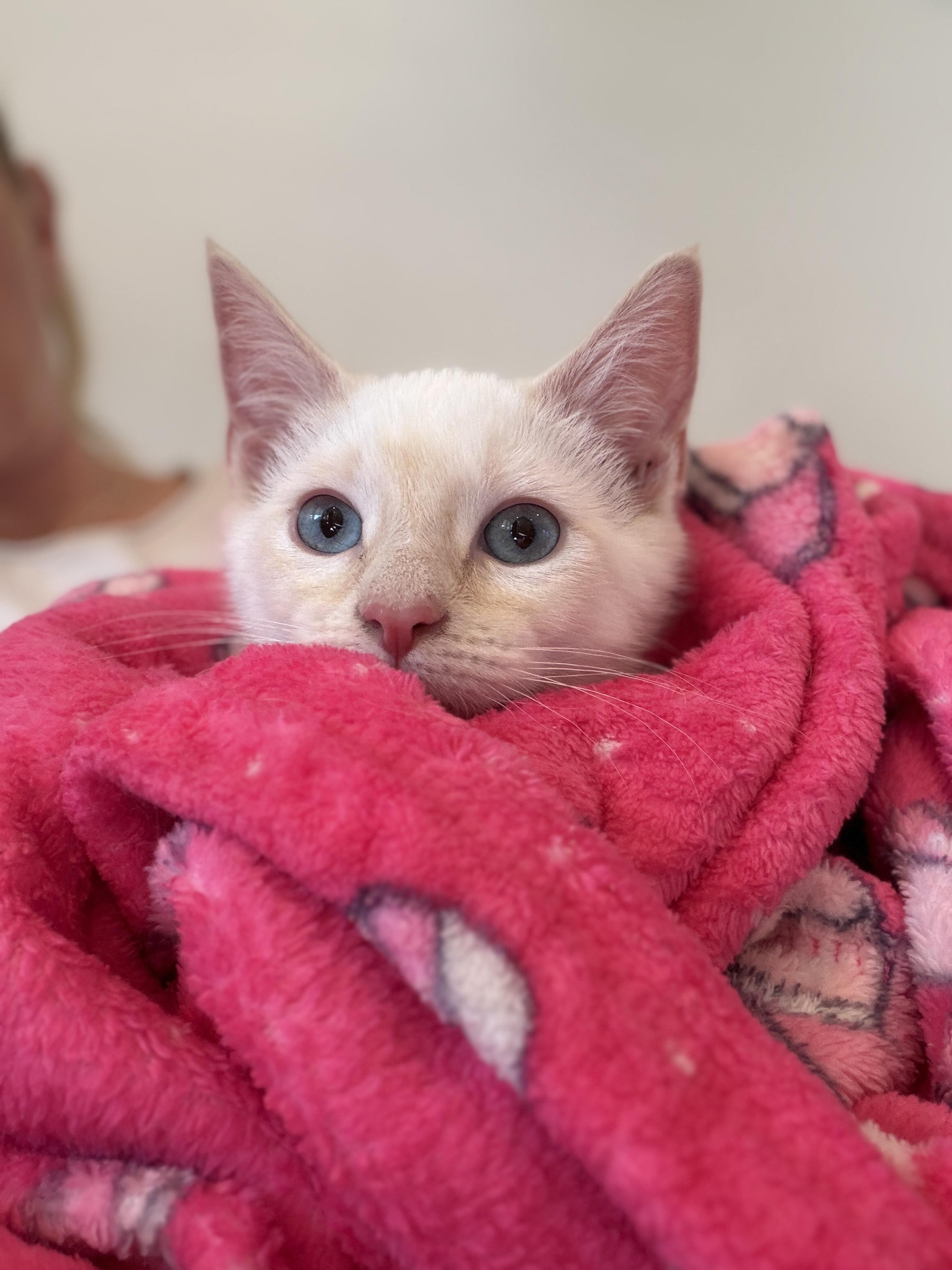 Enlarge Sandy, a ADOPTABLE Siamese in Long Beach, CA image 1/3
