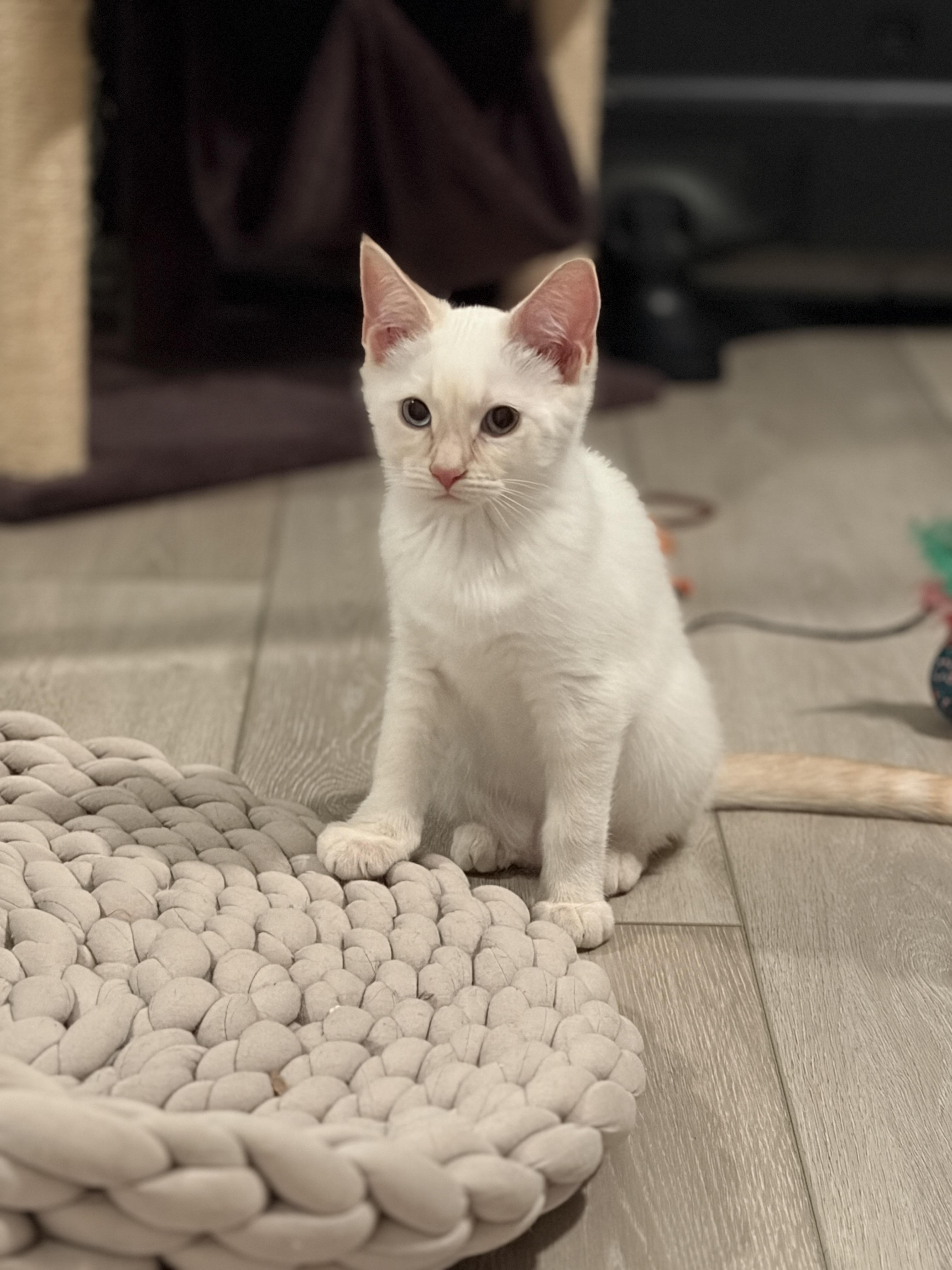 Enlarge Sandy, a ADOPTABLE Siamese in Long Beach, CA image 3/3