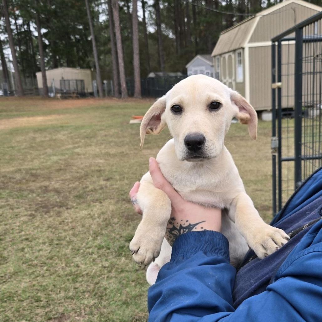 Turkey Tail, Adoptable, Puppy Male Labrador Retriever.