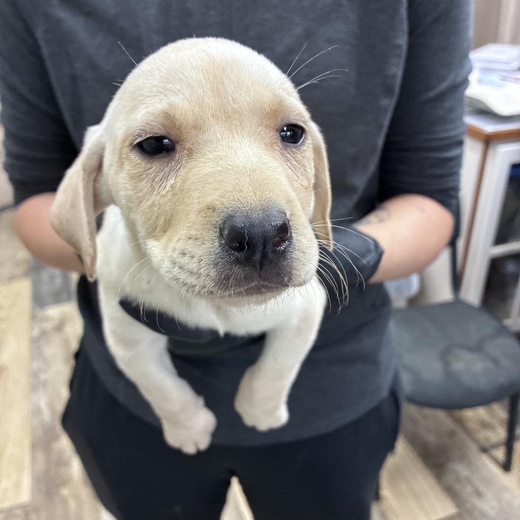 Enlarge Turkey Tail, a Adoptable mixed breed in Fargo, ND image 2/3